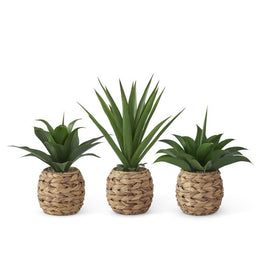 Tropical Foliage Plant in Woven Round Pots w/Faux Rocks