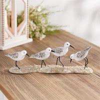 Sea Birds on Beach