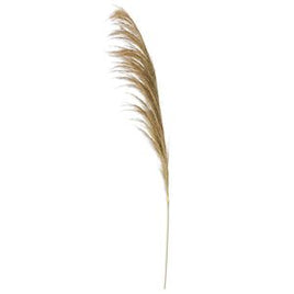 45 Inch Dried Natural Pampas Stem