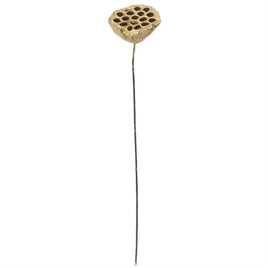 21 Inch Gold Lotus Seedpod