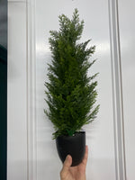 22.5” Soft Cedar Tree in Pot
