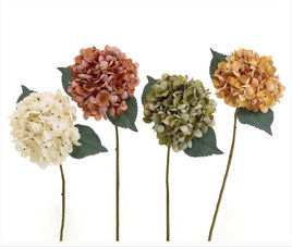 Hydrangea Bloom