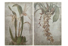 Vanilla Orchid Botanical Print