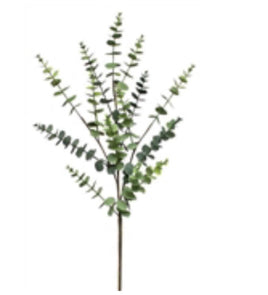 Eucalyptus Spray