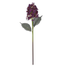 Dark Purple Cone Hydrangea
