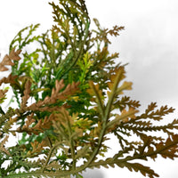 Lycopodium Bush 15" - Green/Brown