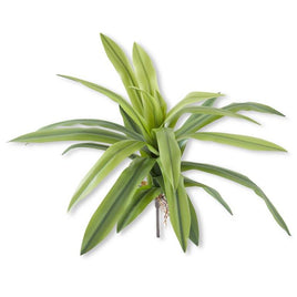 24 Inch Real Touch Agave Foliage Spray