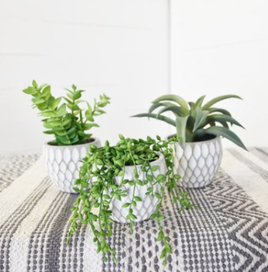 SUCCULENTS IN POT
