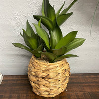 Foliage in Woven Round Basket