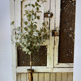 Garden Eucalyptus Stem