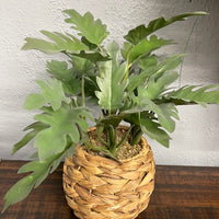 Foliage in Woven Round Basket